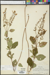 Scutellaria incana var. incana image