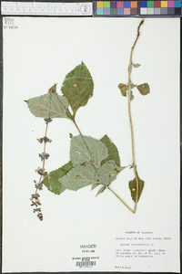 Salvia urticifolia image