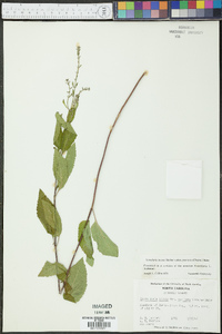 Scutellaria incana var. punctata image