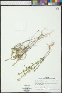 Scutellaria drummondii image