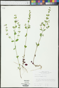 Scutellaria drummondii image