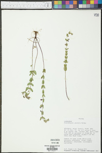 Scutellaria parvula image