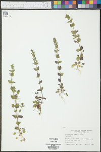 Scutellaria parvula image