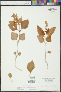 Scutellaria pseudoserrata image