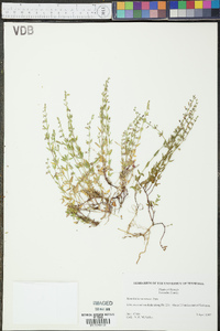 Scutellaria racemosa image