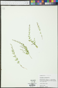 Scutellaria resinosa image