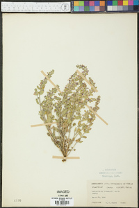 Scutellaria drummondii image