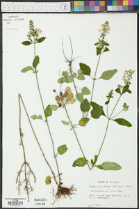 Scutellaria elliptica image