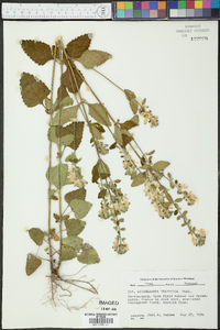 Scutellaria elliptica image