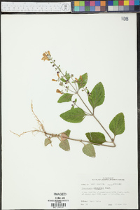 Scutellaria elliptica image