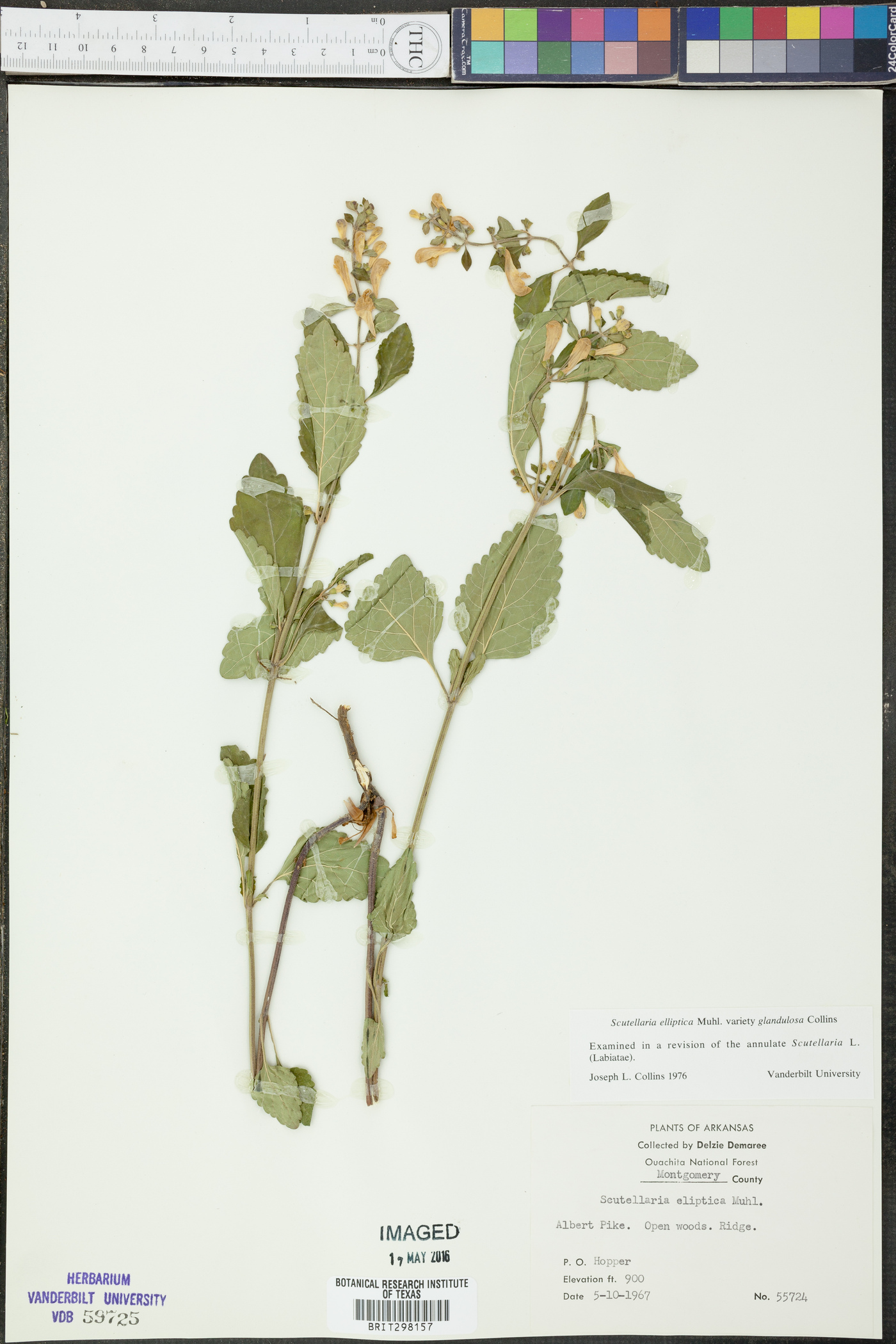 Scutellaria elliptica var. glandulosa image