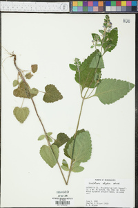 Scutellaria elliptica image