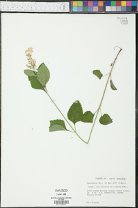 Scutellaria elliptica image