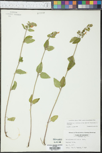 Scutellaria elliptica image