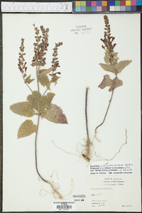 Scutellaria ovata subsp. bracteata image