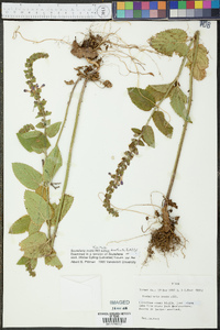 Scutellaria ovata subsp. bracteata image