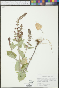 Scutellaria ovata image