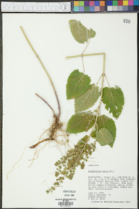 Scutellaria ovata image