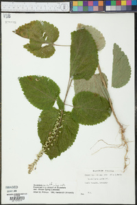 Scutellaria ovata image