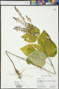 Scutellaria ovata image