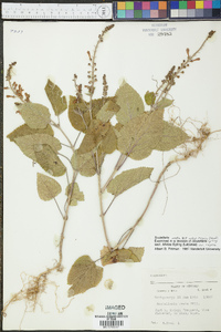 Scutellaria ovata image