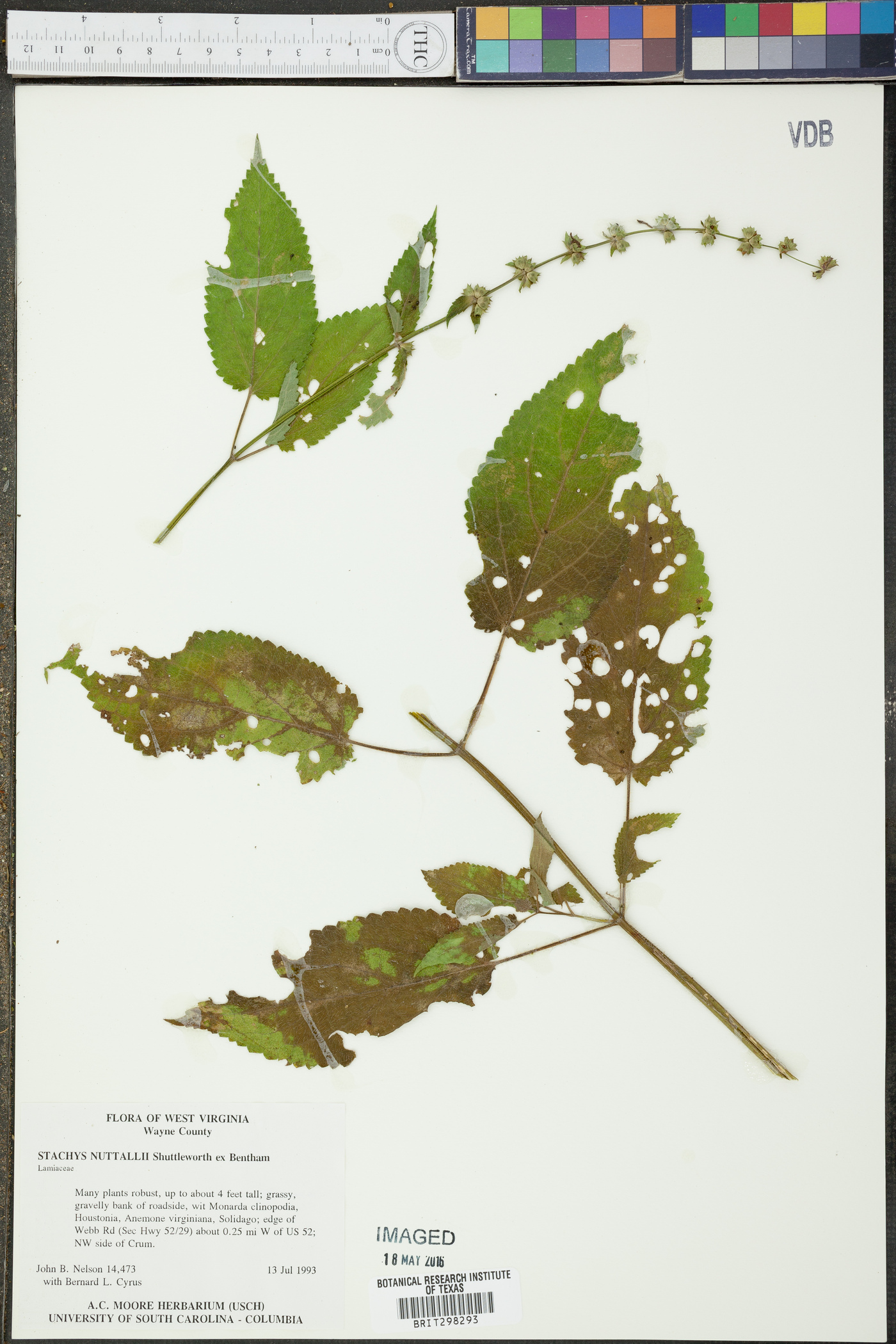 Stachys nuttallii image