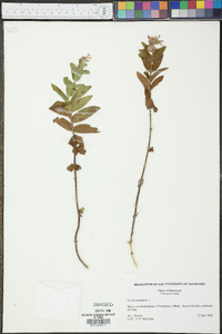 Stachys palustris image