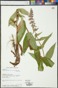 Stachys pilosa var. pilosa image