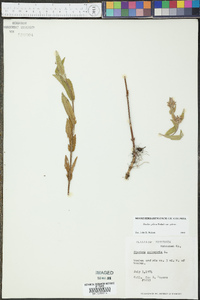 Stachys pilosa image