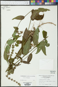 Stachys tenuifolia image