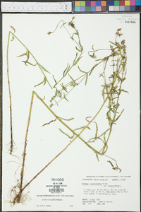 Stachys hyssopifolia image