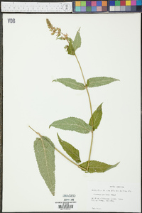 Stachys latidens image