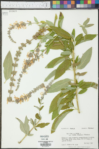 Teucrium canadense var. nashii image