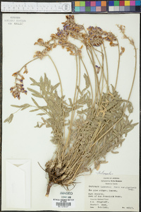 Astragalus lambertii image