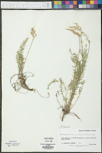 Astragalus campestris image