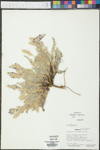 Oxytropis splendens image