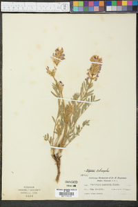 Astragalus lambertii image