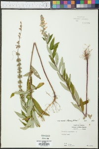 Teucrium canadense var. nashii image