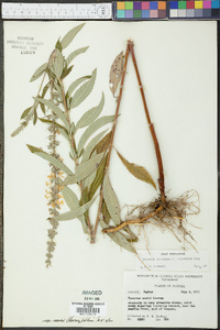 Teucrium canadense var. nashii image