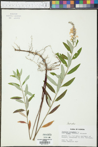 Teucrium canadense var. nashii image