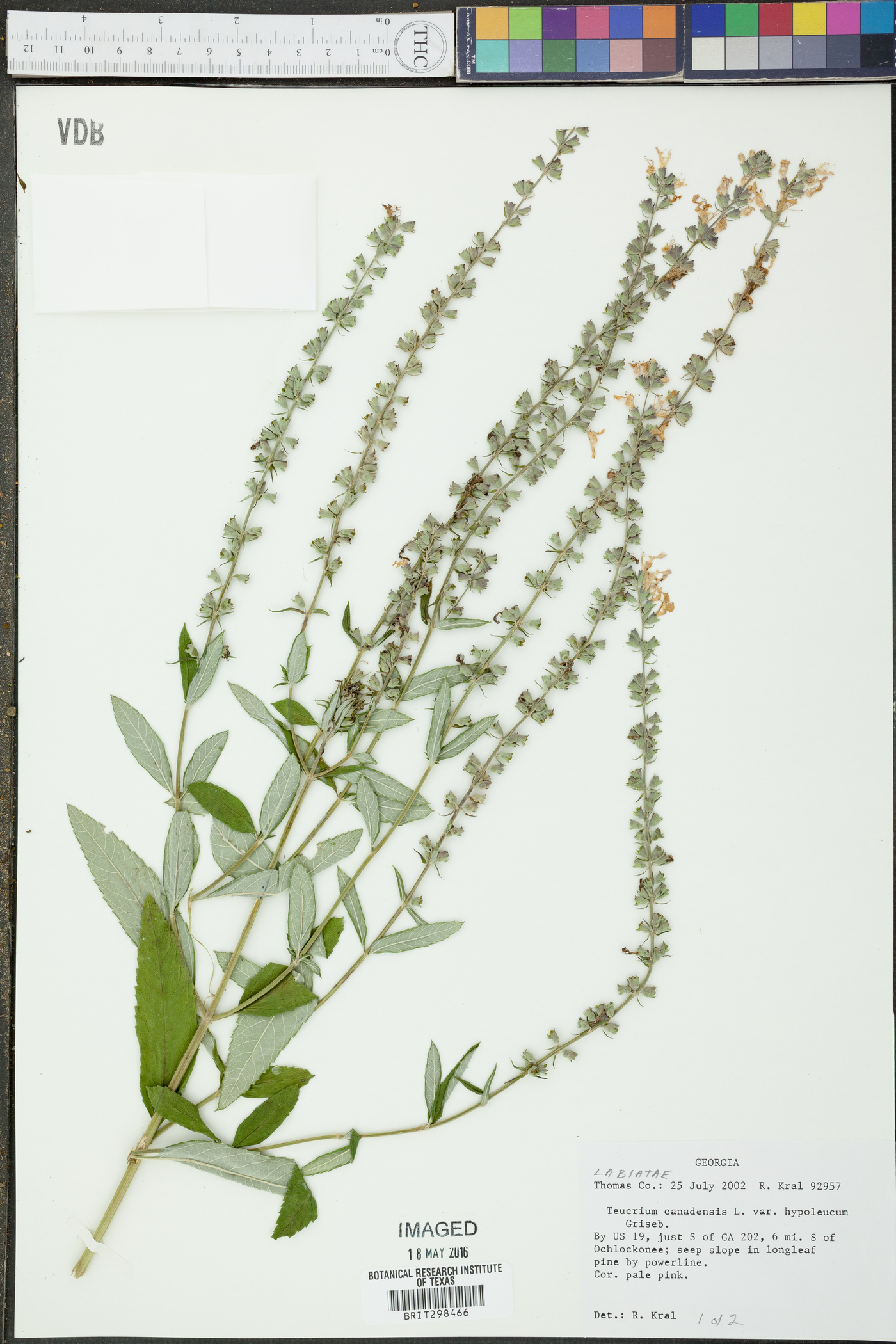 Teucrium canadense var. hypoleucum image