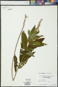 Teucrium canadense var. canadense image