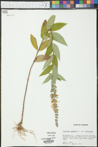 Teucrium canadense var. canadense image