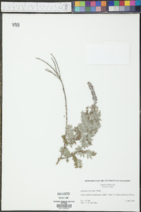 Amorpha canescens image