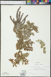 Amorpha canescens image