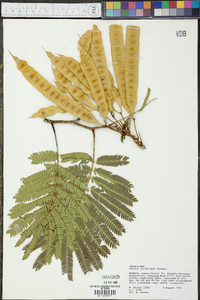 Albizia julibrissin image