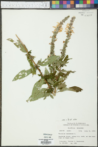 Teucrium canadense var. canadense image