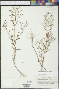 Trichostema setaceum image