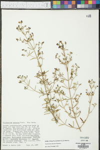 Trichostema setaceum image