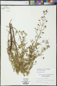 Trichostema setaceum image